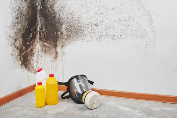 Trusted Maypearl, TX Mold Remediation Experts
