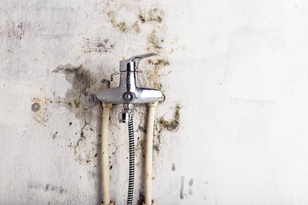 Best Health and Safety Mold Remediation in Maypearl, TX