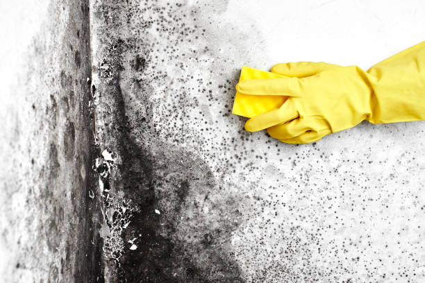 Best Kitchen Mold Remediation in Maypearl, TX