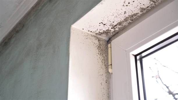 Best Basement Mold Remediation in Maypearl, TX