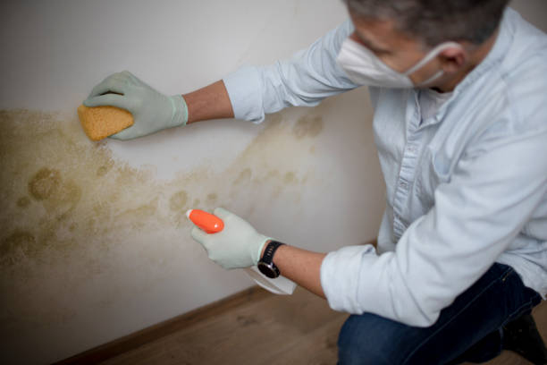 Best Residential Mold Remediation in Maypearl, TX