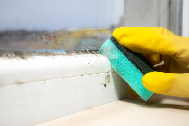 Best Attic Mold Remediation in Maypearl, TX