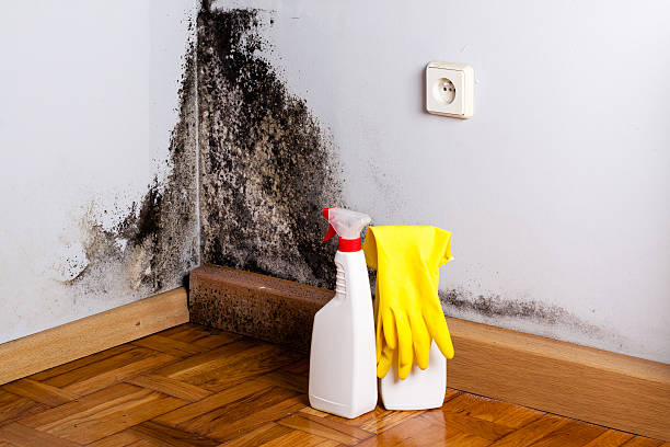 Best HVAC Mold Remediation in Maypearl, TX